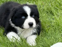 Cash , a male Australian Shepherd for sale in Salisbury, NC – Photo 6 of 7