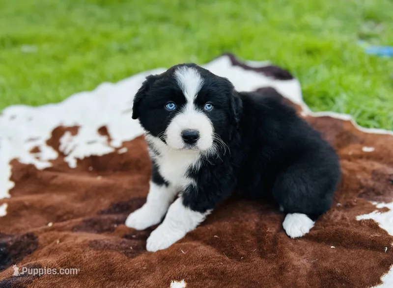 Cash  – Australian Shepherd puppy for sale in Salisbury, NC