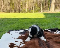 Rose, a female Australian Shepherd for sale in Salisbury, NC – Photo 2 of 5
