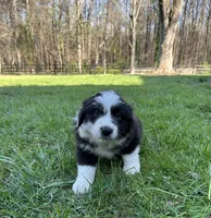 Rose, a female Australian Shepherd for sale in Salisbury, NC – Photo 5 of 5