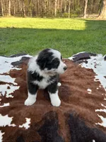 Rose, a female Australian Shepherd for sale in Salisbury, NC – Photo 4 of 5