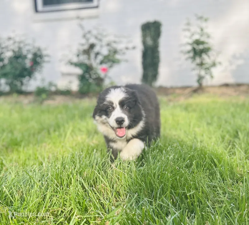 Rose – Australian Shepherd puppy for sale in Salisbury, NC