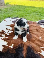 Rose, a female Australian Shepherd for sale in Salisbury, NC – Photo 3 of 5