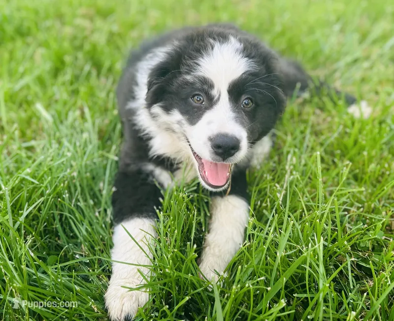 Rose – Australian Shepherd puppy for sale in Salisbury, NC