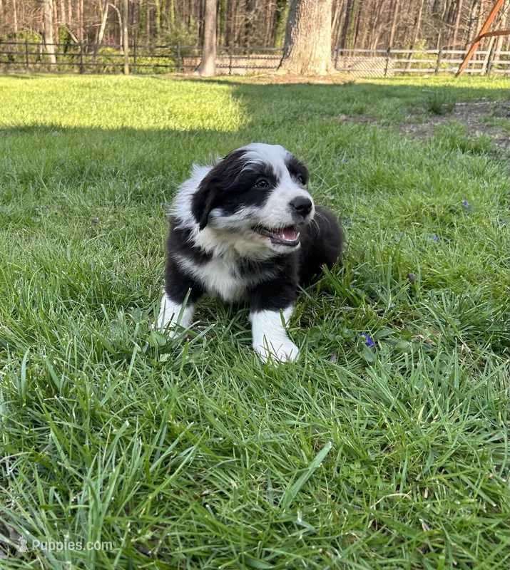 Rose – Australian Shepherd puppy for sale in Salisbury, NC