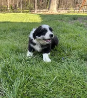 Rose, a female Australian Shepherd for sale in Salisbury, NC – Photo 1 of 5