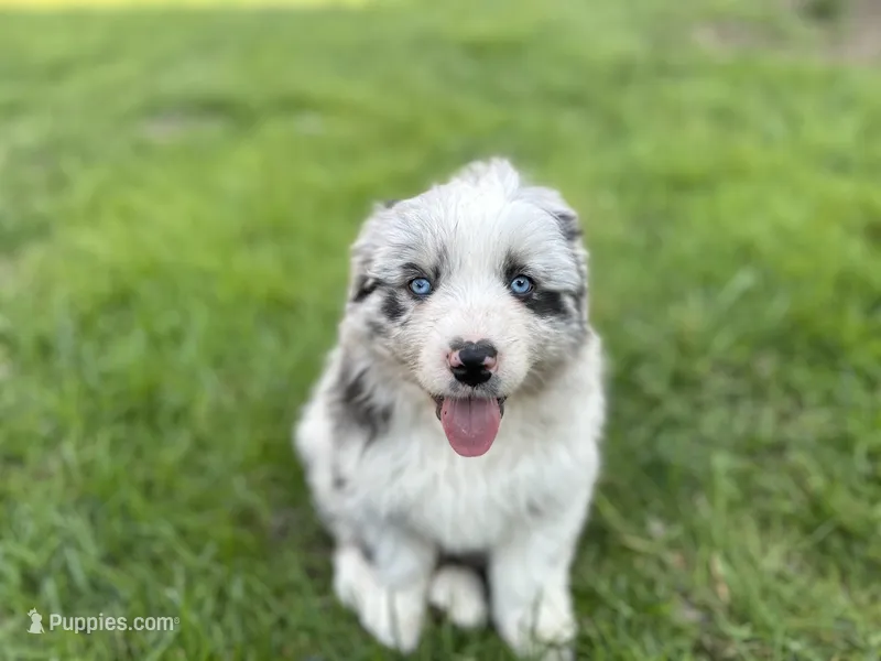 Luna  – Australian Shepherd puppy for sale in Salisbury, NC