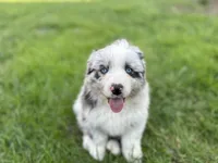 Luna , a female Australian Shepherd for sale in Salisbury, NC – Photo 1 of 8