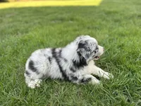 Luna , a female Australian Shepherd for sale in Salisbury, NC – Photo 7 of 8