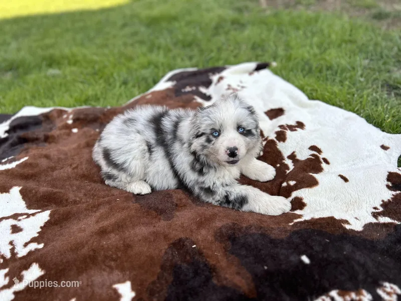 Luna  – Australian Shepherd puppy for sale in Salisbury, NC