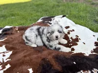 Luna , a female Australian Shepherd for sale in Salisbury, NC – Photo 4 of 8