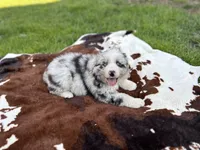 Luna , a female Australian Shepherd for sale in Salisbury, NC – Photo 3 of 8