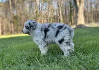 Luna , a female Australian Shepherd for sale in Salisbury, NC – Photo 2 of 8