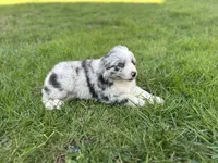 Luna , a female Australian Shepherd for sale in Salisbury, NC – Photo 8 of 8