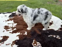 Luna , a female Australian Shepherd for sale in Salisbury, NC – Photo 5 of 8