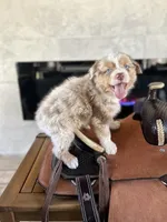 Ryder , a male Australian Shepherd for sale in Salisbury, NC – Photo 3 of 4