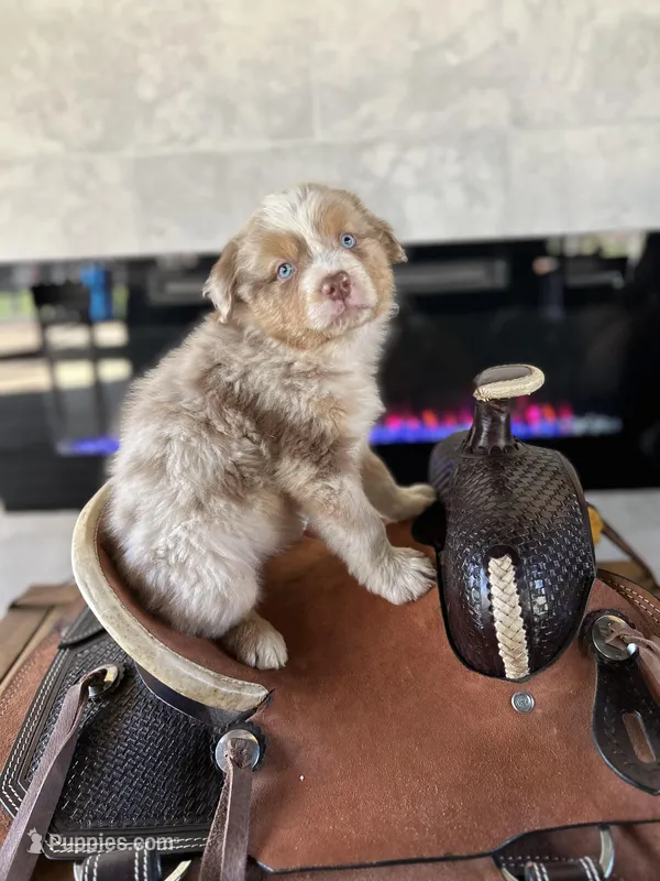 Ryder  – Australian Shepherd puppy for sale in Salisbury, NC