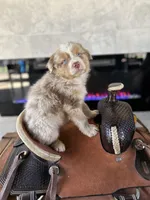 Ryder , a male Australian Shepherd for sale in Salisbury, NC – Photo 1 of 4