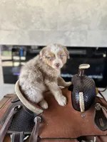 Ryder , a male Australian Shepherd for sale in Salisbury, NC – Photo 2 of 4