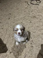 Ryder , a male Australian Shepherd for sale in Salisbury, NC – Photo 4 of 4