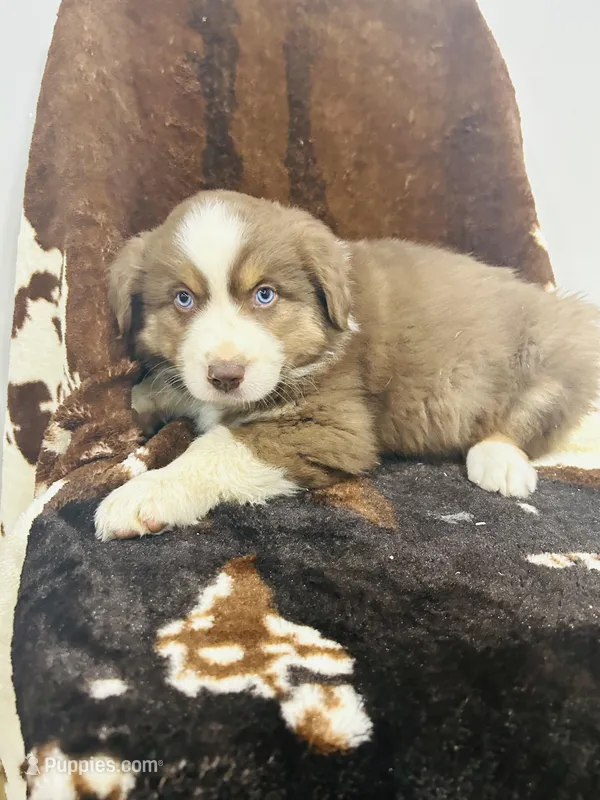 Bronco  – Australian Shepherd puppy for sale in Salisbury, NC