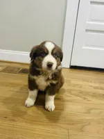 Bronco , a male Australian Shepherd for sale in Salisbury, NC – Photo 1 of 5