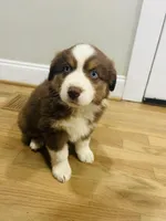 Bronco , a male Australian Shepherd for sale in Salisbury, NC – Photo 3 of 5