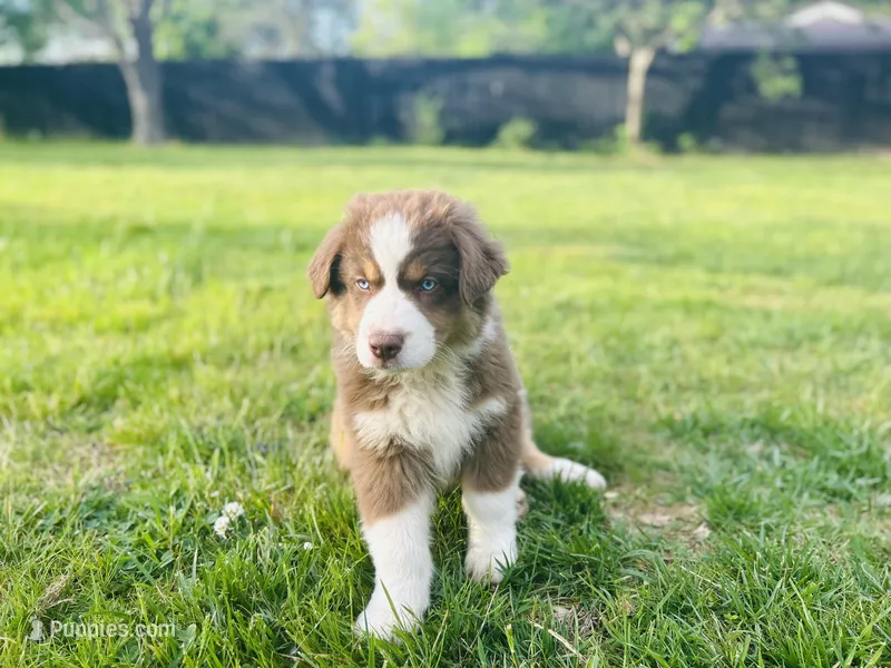 Bronco  – Australian Shepherd puppy for sale in Salisbury, NC
