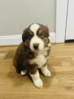 Bronco , a male Australian Shepherd for sale in Salisbury, NC – Photo 4 of 5