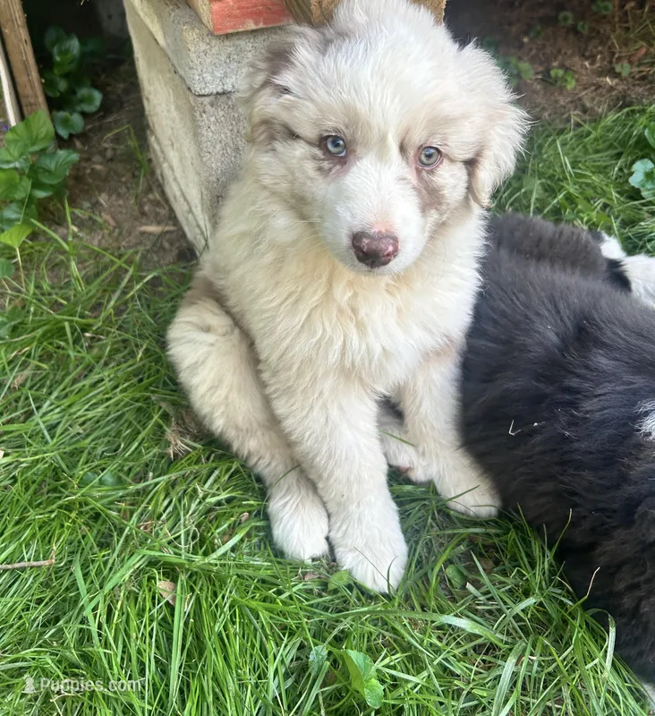 Dakota  – Australian Shepherd puppy for sale in Salisbury, NC