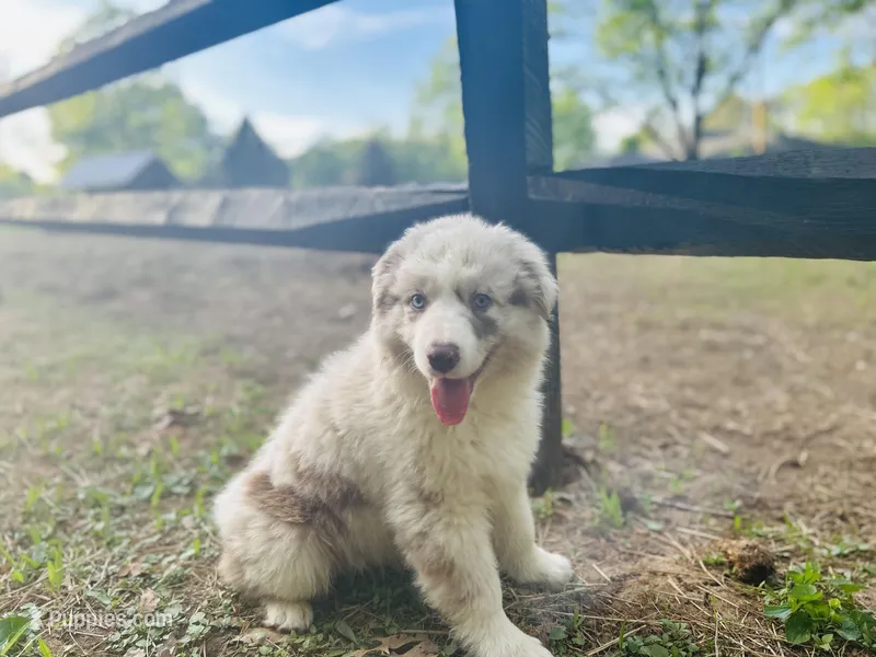 Dakota  – Australian Shepherd puppy for sale in Salisbury, NC