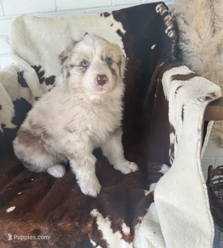 Dakota  – Australian Shepherd puppy for sale in Salisbury, NC