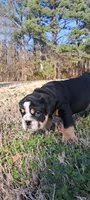 Rick James , a male English Bulldog for sale in Huntsville, AL – Photo 4 of 6
