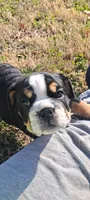 Rick James , a male English Bulldog for sale in Huntsville, AL – Photo 3 of 6