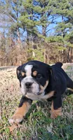 Rick James , a male English Bulldog for sale in Huntsville, AL – Photo 2 of 6