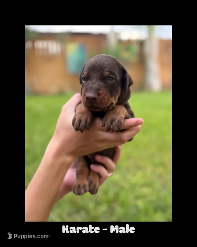 Karate – Doberman Pinscher puppy for sale in Holtville, CA