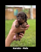 Karate, a male Doberman Pinscher for sale in Holtville, CA – 1 of 1