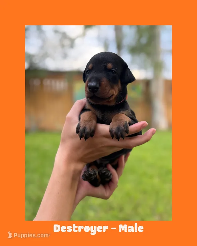 Destroyer  – Doberman Pinscher puppy for sale in Holtville, CA