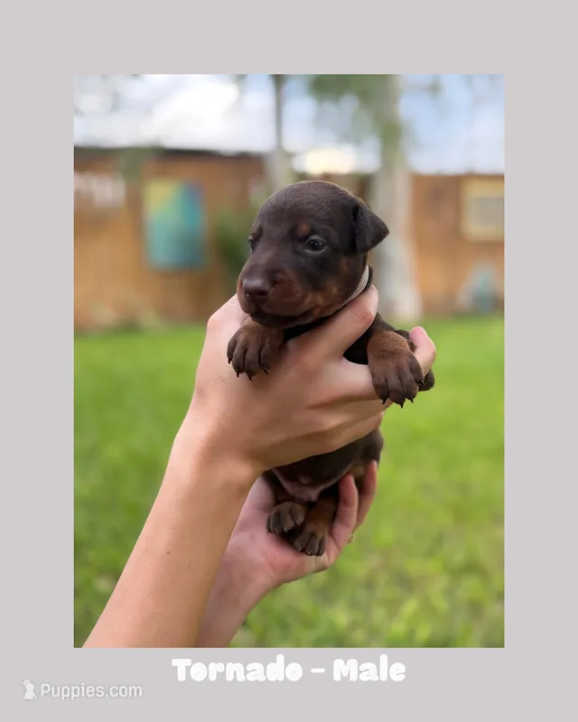 Tornado – Doberman Pinscher puppy for sale in Holtville, CA