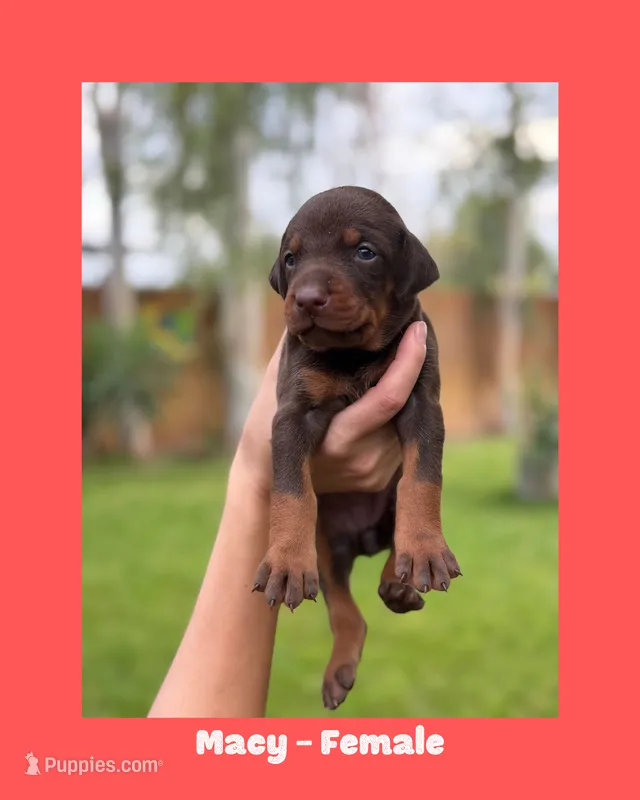 Macy – Doberman Pinscher puppy for sale in Holtville, CA