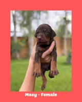 Macy, a female Doberman Pinscher for sale in Holtville, CA – 1 of 1