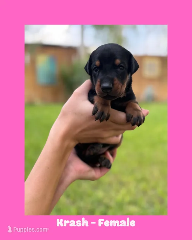 Krash – Doberman Pinscher puppy for sale in Holtville, CA
