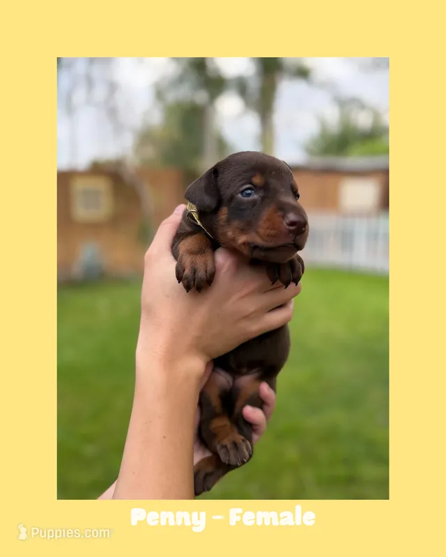 Penny – Doberman Pinscher puppy for sale in Holtville, CA