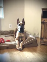 Marston - AKC GREAT DANE, a male Great Dane for sale in Tucson, AZ – Photo 4 of 4