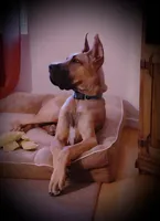 Marston - AKC GREAT DANE, a male Great Dane for sale in Tucson, AZ – Photo 2 of 4