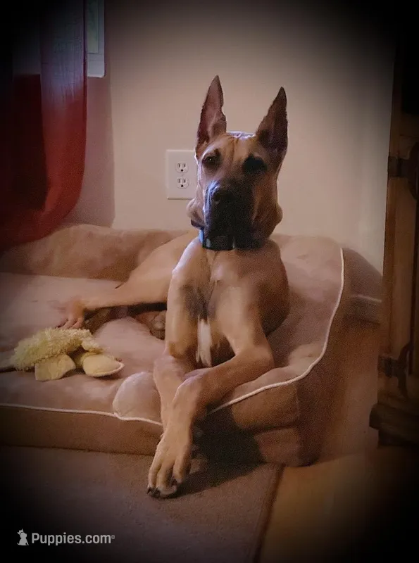 Marston - AKC GREAT DANE – Great Dane puppy for sale in Tucson, AZ