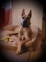 Marston - AKC GREAT DANE, a male Great Dane for sale in Tucson, AZ – Photo 1 of 4