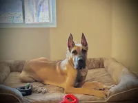 Marston - AKC GREAT DANE, a male Great Dane for sale in Tucson, AZ – Photo 3 of 4