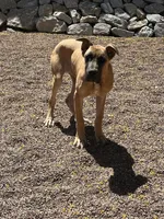 Bell - AKC GREAT DANE , a female Great Dane for sale in Tucson, AZ – Photo 5 of 5