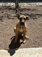 Bell - AKC GREAT DANE , a female Great Dane for sale in Tucson, AZ – Photo 2 of 5